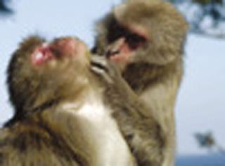 高崎山自然動物園