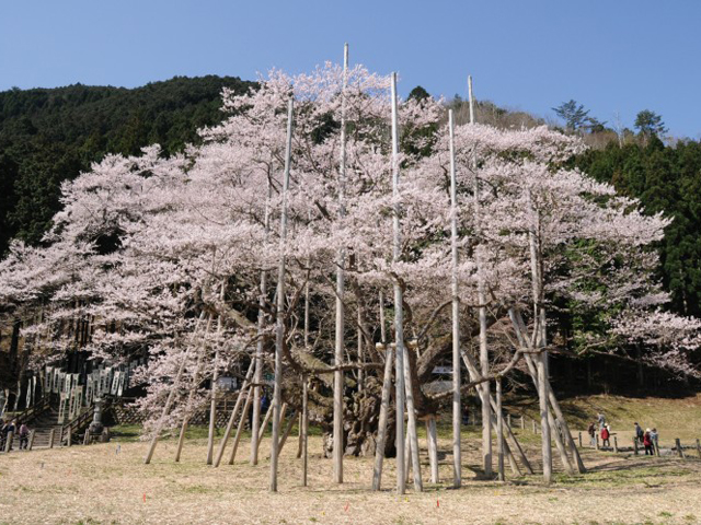 根尾の淡墨桜