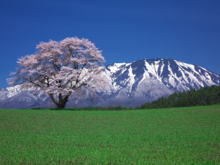 小岩井農場