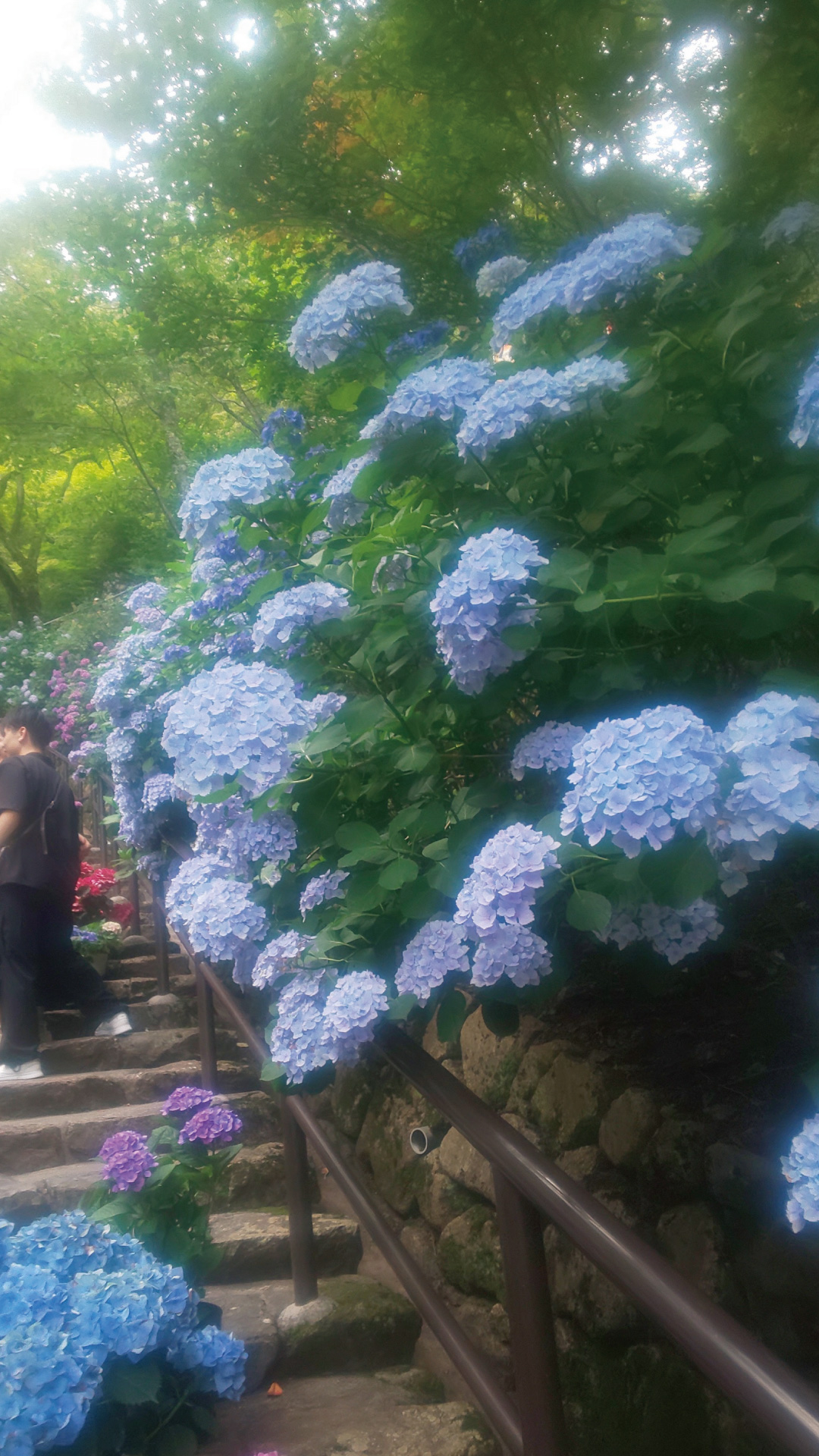 奈良 長谷寺の紫陽花