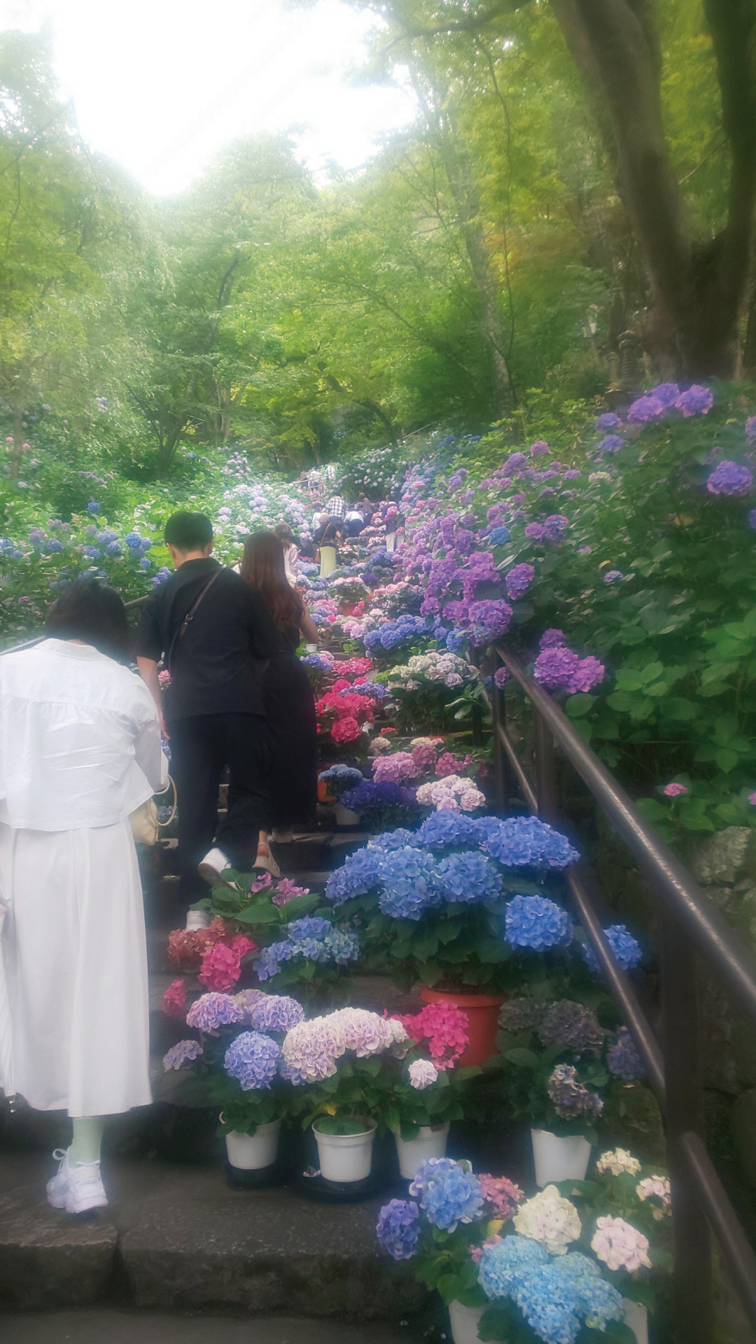 奈良 長谷寺の紫陽花